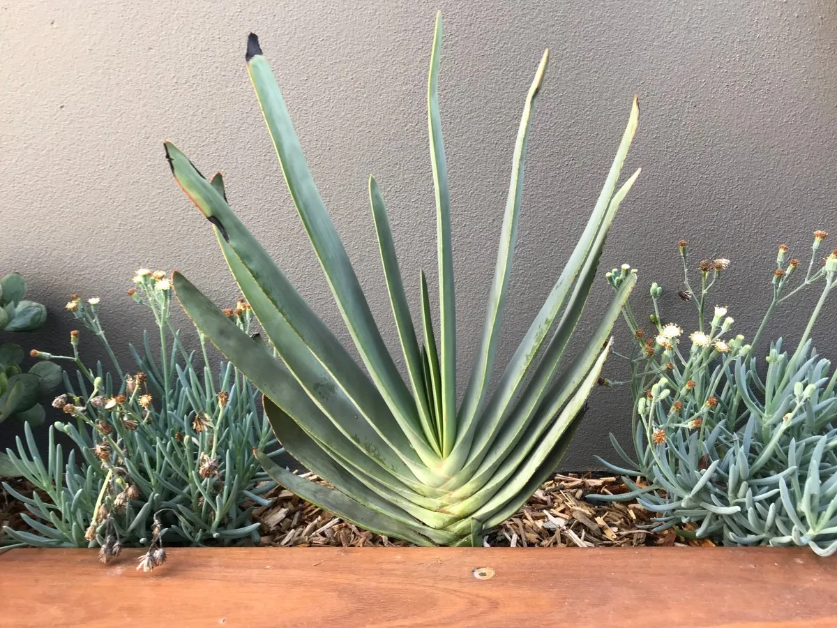 Agave and succulent planting bed